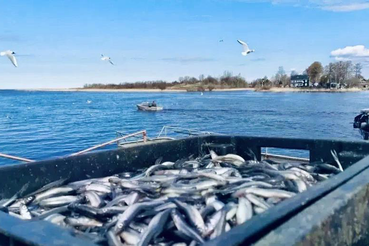 Корюшка идёт!